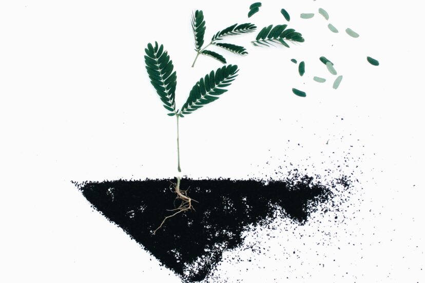 Soil Food Web